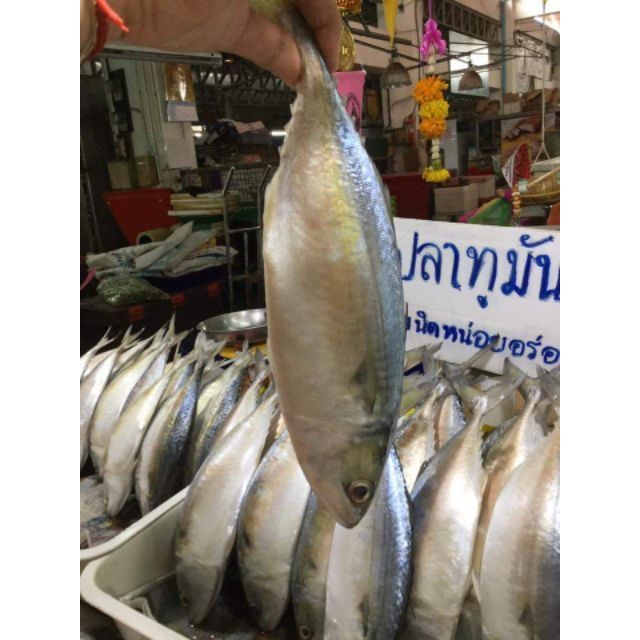 💢ปลาทูมันแม่กลอง ( 1 กิโล 5 ตัว ) ปลาทูมันคัดไซร์ เนื้อแน่น เนื้อมัน เค็มน้อย อร่อยมากๆ