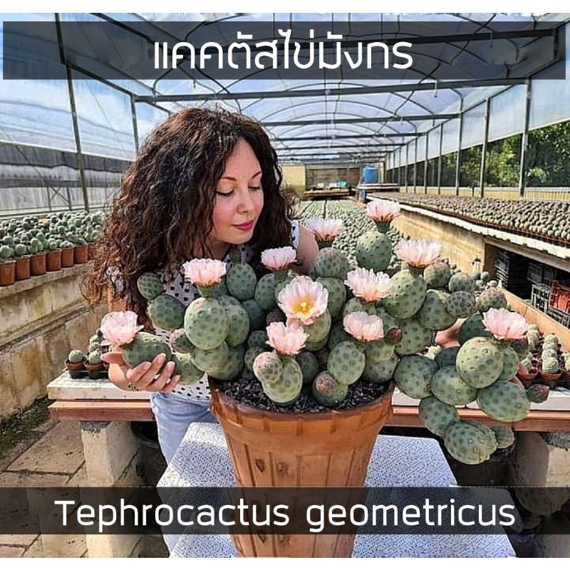[ถูกที่สุด]แคคตัสไข่มังกร Trephrocactus geometricus,กระบองเพชรหายาก แรร์ไอเท็ม , cactus succulent ไม้อวบน้ำ