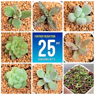 กุหลาบหินจิ๋ว กระถาง 2 นิ้ว ขนาดต้น 1.5-2 เซนติเมตร 1 ต้น G Succulents Set  5  รู้สึกเล็กไป ไม่สบายใจ ไม่กดสั่งนะคะ