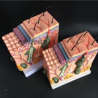 【กทม.พร้อมส่ง】แบบจำลองกายวิภาคของผิวหนัง Human Skin Model Block Enlarged Plastic Anatomical Medical Teaching Tool