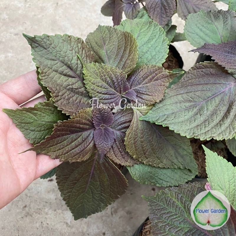 F369 ต้นใบงาเกาหลี หรือใบชิโสะ/ต้นโอบะ (สายพันธุ์Red Shiso) ทานกับอาหารเกาหลี/ญี่ปุ่น พันธุ์เกาหลี