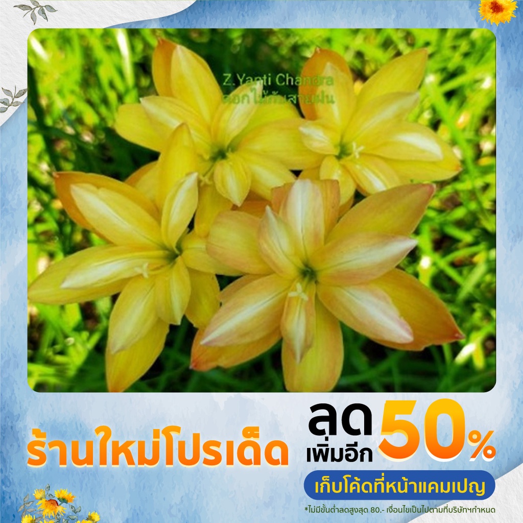 บัวดิน Z.Yanti Chandra ดอกมีกลิ่นหอม ดอกมาบ่อย ชุดละ5หัว50บ.
