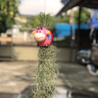 ตุ๊กตาพร้อมหนวดฤาษีและต้นสับปะรดสี
