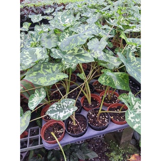 บอนเสือพราน Alocasia Hilo Beauty ในกระถาง4นิ้วสูง30ซม.