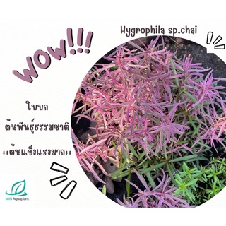 hygrophila sp chai ใบบก ต้นพันธุ์ธรรมชาติ (ไม่ใช่เนื้อเยื่อ) แข็งแรงมาก(แบบตัดกิ่ง)