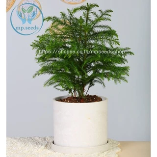 เมล็ดใหม่ 2025 เมล็ดสนฉัตร/สนฉัตรฮาวาย 5.5 กรัม / 30 กรัม Norfolk island pine**ศึกษาวิธีเพาะได้ในรายละเอียดสินค้า**