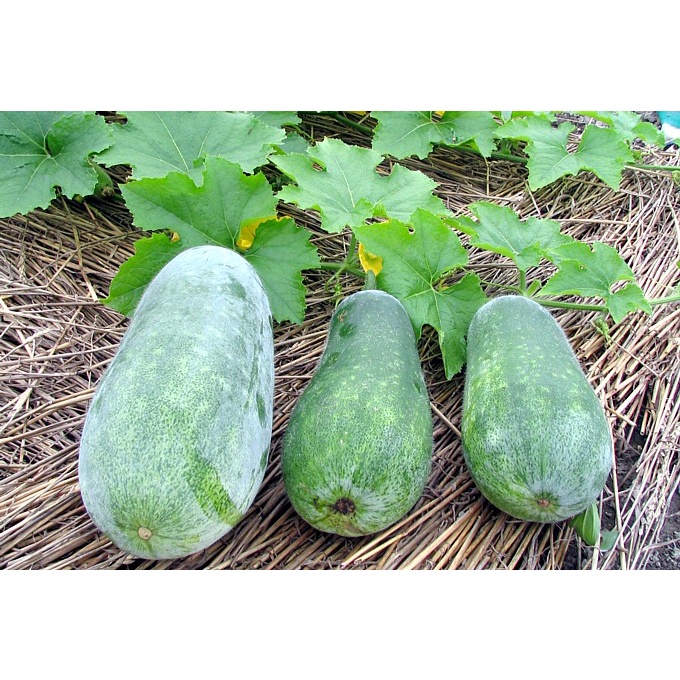 ฟักหม่น ฟักเขียว ฟักหอมหรือฟักป้อมมีทั้งแบบลูกสั้นและลูกยาว ทำอาหาร แกงก็อร่อย สดจากสวนธรรมชาติไม่มีสารพิษ 1ลูกประมาณ3กก - รูปที่ 5