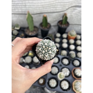 แอสโตรไฟตัม (Astrophytum super v) ไม้เมล็ด Size 3.6cm