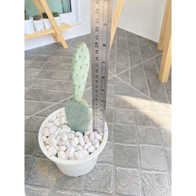 Opuntia robusta spineless โอพันเทีย โรบัสต้า สไปน์เลส (20cm.)