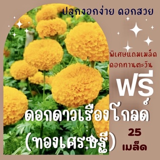 ⚡️โค้ด "EWD2VV" เมล็ดพันธุ์ ดอกดาวเรืองโกลด์ (สีทอง) ดอกใหญ่10-12ซม. ดอกดาวเรือง ดาวเรือง ✅ราคาถูก🪴ปลูกง่าย ดอกสวยใหญ่