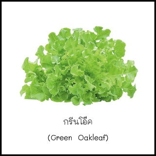 เมล็ดผักสลัดกรีนโอ๊ค (Green Oak) 100 เมล็ด [10 แถม 1 คละได้]