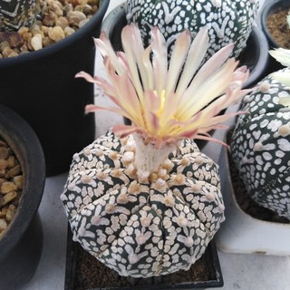 เมล็ดกระบองเพชร  Astrophytum  Super kabuto V type