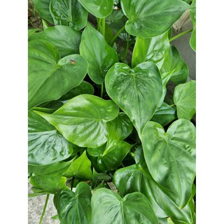 บอนใบโพธิ์เขียว บ้างเรียก ว่านนางกวักใบโพธ์🌱ไม้ฟอกอากาศไม้ประดับ