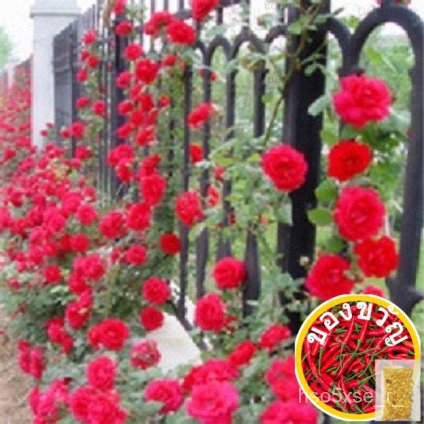 3x Packs Red Climbing Plant Polyantha Rose Flower Seeds- LOCAL READY STOCKSบ้านและสวน/เด็ก/มะละกอ/แอ