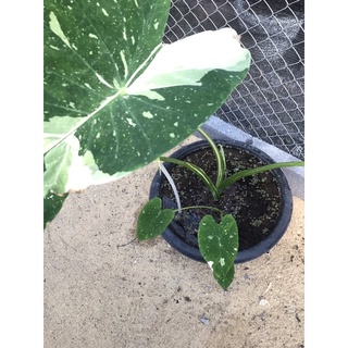 มิ้วกี้เวย์🍼 colocasia Milky Way🌱