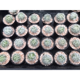 แมมขนนกขาว (Mammillaria plumosa) กระบองเพชร แคคตัส อยู่ในกระถุาง 2 นิ้ว