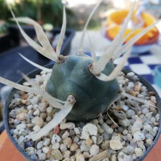 กระบองเพชรหนามกระดาษ​ Tephrocactus Articulatus
