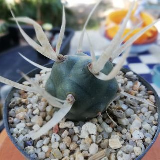 กระบองเพชรหนามกระดาษ​ Tephrocactus Articulatus