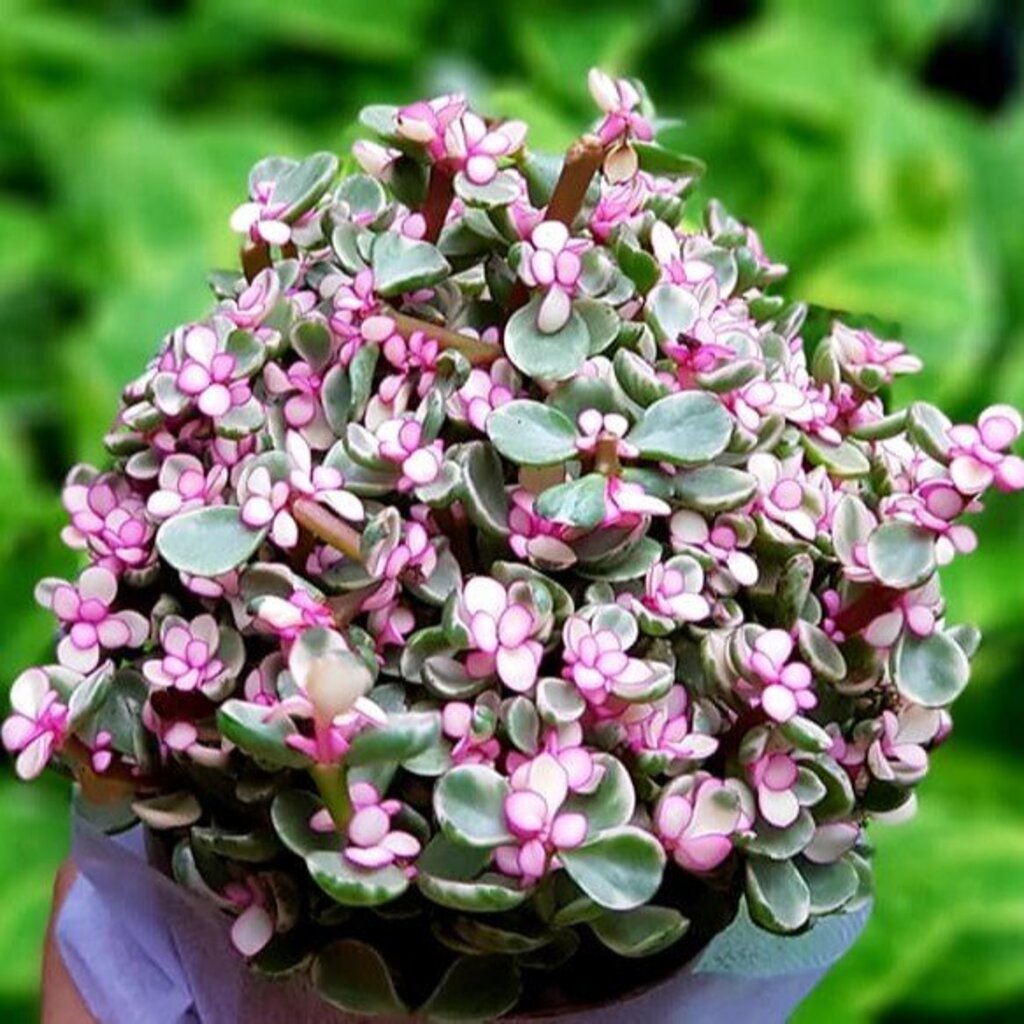 มุมมอง 3