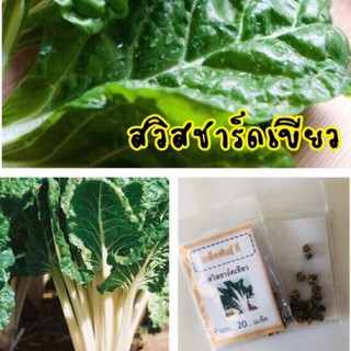 เมล็ดพันธุ์ สวิสชาร์ดเขียว สวิสชาร์ด (ซื้อ 10 แถม 1 คละอย่างได้)