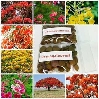 ลดราคาถูกพิเศษ เมล็ดพันธุ์หางนกยูงไทยรวมสี Flower fence Peacocks crest สีแดง สีเหลือง สีชมพู สีส้ม 50 เมล็ด