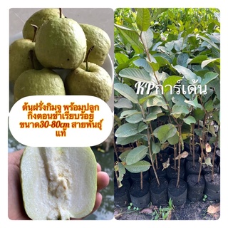 ต้นฝรั่งกิมจูเป็นกิ่งตอนชำลงถุงดำเรียบร้อยพร้อมปลูก🍐ขนาด30-80cm🍐รับประกันสายพันธ์ุแท้