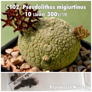 C102  Pseudolithos migiurtinus 10 เมล็ด 300บาท