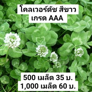 เมล็ดพันธุ์ โคลเวอร์ดัช สีขาว ดึงไนโตรเจนลงดิน เหมาะปลูกแซมกับต้นกัญชา…