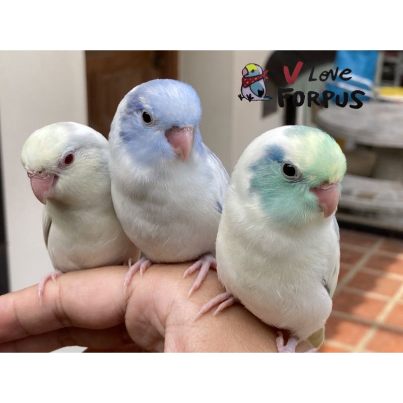 vloveforpus CALPUS+ อาหารสำหรับนกแก้ว (ฟอพัส) อาหารนก ธัญพืชรวม+อาหารไข่+แคลเซียม (แพ็ค 1 kg) - รูปที่ 3