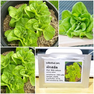 เมล็ดพันธุ์ ผักสลัดบิบ (Bibb Lettuce Seed) บรรจุ 1000 เมล็ด คุณภาพดี ราคาถูก ของแท้ 100%