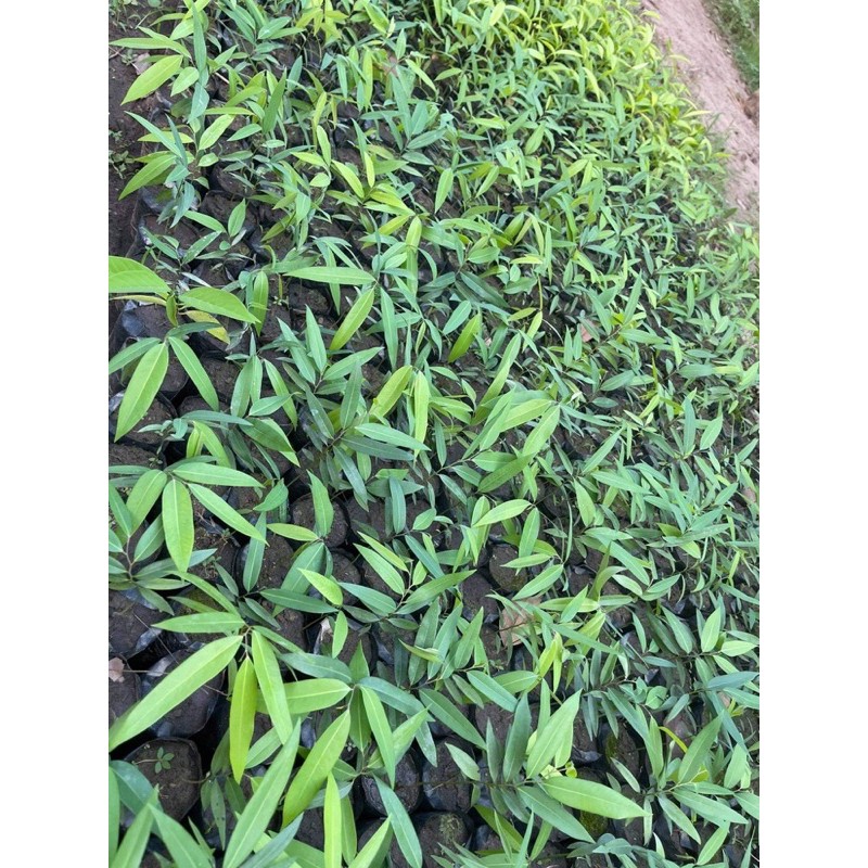 ต้นลำดวน ไม้มงคลดอกมีกลิ่นหอม สูง 15-20 เซน ‼️หากเสียหายเครมฟรี ไม่มีค่าใช้จ่าย‼️