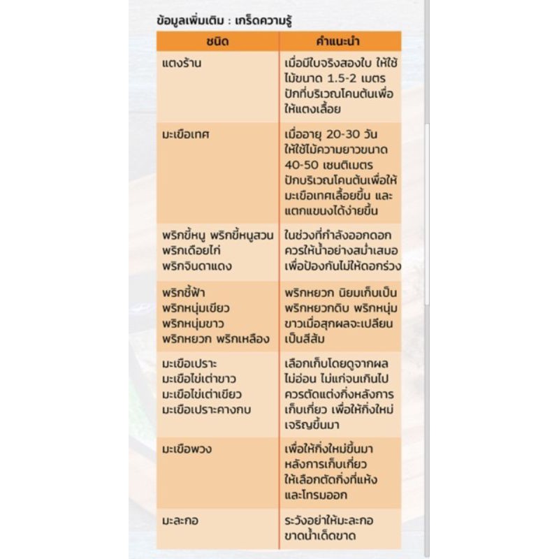 มะเขือเปราะคางกบ ปลุกง่าย โตไว( 10 ซอง แถม 1 ซองคละได้) - รูปที่ 5