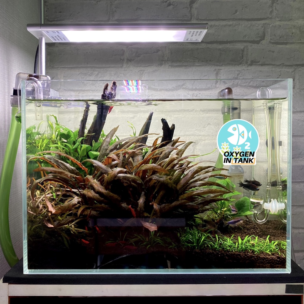 Wizard ADVANCE GROWTH STEP-B (ปุ๋ยไม้น้ำหลังตั้งตู้ 3 เดือน) เร่งการเจริญเติบโตและสีสันของต้นไม้น้ำ