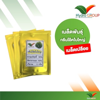 เมล็ดพันธุ์ผักกรีนโอ๊ค ใบใหญ่ ชนิดเปลือย By Hydroponicgroup