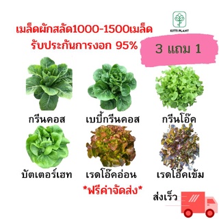 3 แถม 1 ส่งฟรี เมล็ดผักสลัด1000-1500เมล็ด#งอก95%#ราคาสุดคุ้ม