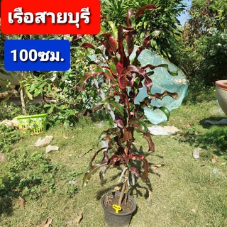 โกสน เรือสายบุรี สูง 100ซม. กระถาง 8นิ้ว ต้นโกสน