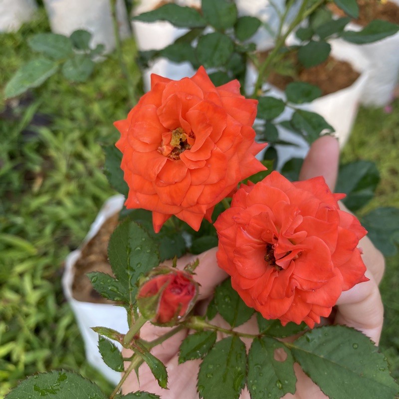 กุหลาบ กุหลาบหนู ดอกเยอะ สีส้มสด (ส่งติดดอก) แบบถุง