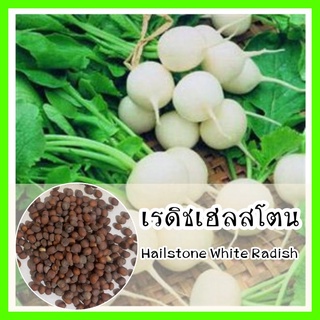 พร้อมส่ง❗ รหัส 166 เมล็ดพันธุ์ เรดิชเฮลสโตน - Hailstone White Radishเมล็ดดอกไม้ ดอกไม้ปลูกสวยๆ  เมล็ดพันธุ์ผัก