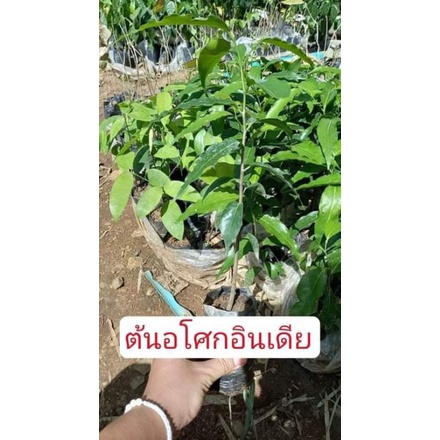 ต้นอโศกอินเดีย ไม้ล้อม ให้ร่มเงา ต้นไม้ทรงสูง ต้นอโศกอินเดีย สูง  20-30 ซม.