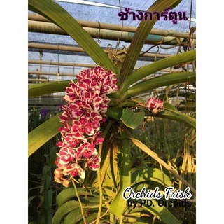 *พร้อมส่ง* ไม้ขวดกล้วยไม้ สกุลช้าง หลากสี (1สี/1ขวด)