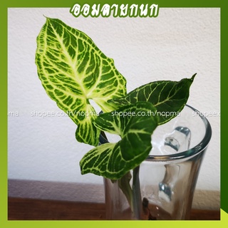 ออมลายกนก Syngonium batik ออมบาติก (จำนวน 1 กิ่ง) ต้นไม้ฟอกอากาศ ต้นไม้ในห้องนอน  เป็น ต้นไม้ปลูกในน้ำได้