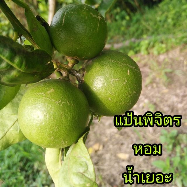 พร้อมส่ง👉มะนาวแป้นพิจิตร​ ลูกใหญ่​ เปลือกบาง​ น้ำเยอะ​ 1กิโล📢สั่งมากมีเรท