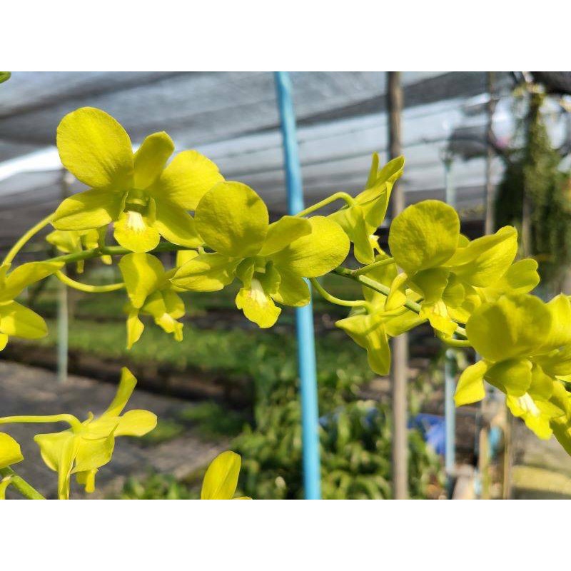 กล้วยไม้หวายศรีไพร Den.(Thongchai Gold x Udom Yellow)