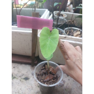 c💃💃colocasia redeye ราคามิตรถาพแม่พันธ์สุดสวย🌾🌾