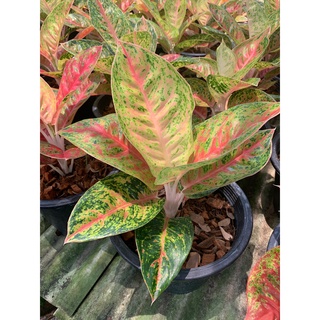 ต้นมหาเศรษฐี ตระกูลแก้ว กาญจนาหรืออโกลนีมา (Aglaonema) อโกลนีมา มหาเศรษฐี Aglaonema