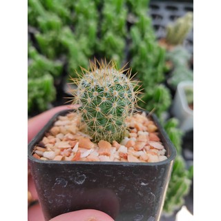 กระบองเพชร แคคตัส (Cactus) (Mammillaria Columbian)