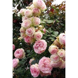 30 เมล็ด กุหลาบ อิงลิสเซ่ Englische Rose Seeds ดอกใหญ่ นำเข้าพร้อมคู่มือ