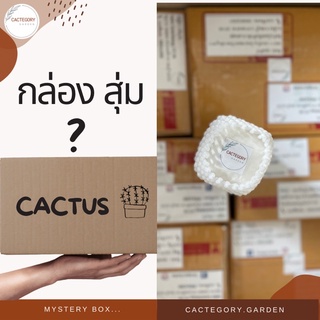 กล่องสุ่ม  mystery box cactus แคคตัส กระบองเพชร เมล็ด แอสโตรไฟตัม แมมมิลลาเรีย ยิมโน  LB 2178 เชื้อด่าง ของขวัญ ต้นไม้