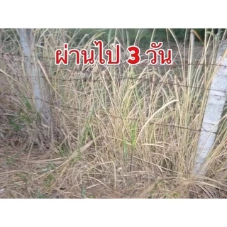 N🔥(เห็นผลใน1-3วัน)🔥กำจัดหญ้า ชีวภาพ กำจัดวัชพืชสูตรชีวภาพ 250 ml. ไร้สารเคมี ใช้กำจัดวัชพืชทุกชนิด ยาฆ่าหญ้า
