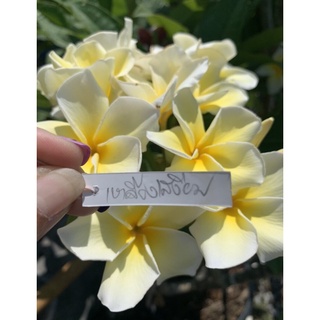 ต้นลีลาวดีแคระ Plumeria spp. พันธ์ เหลืองเสงี่ยมดอกใหญ่ สีขาวเหลือง สวยมากๆจัดส่งในกระถาง 11 นิ้ว ต้นสูง 60-70 ซม